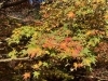 「西山興隆寺の紅葉状況をお届けします！【2025/11/23】」
