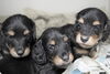 「ミニチュアダックス子犬情報」