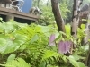 「一般の見学を休止中」