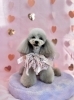 ＭＯＭＯちゃん「ピンクバレンタイン💝」