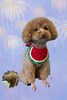「Dog salon mofu mofu　余市町」