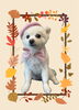 「Dog salon mofu mofu　余市町」