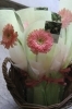 ひと花ひと花が良質です。「一輪に想いを込めてー卒業式の花贈り―」