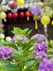 紫陽花「本日の境内の様子です」