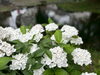 「【西条市神拝緑地・ほたるの里】色とりどり✨鮮やかな紫陽花が楽しめます😊」