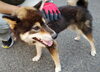 「【西条市大町798番地9付近】迷い犬を保護しています！（※伊予西条駅近辺）」
