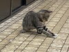 蒼「看板猫の日常」