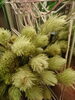 フィリカ このまま ドライフラワーになります「今日もジメジメした空気を払ってくれる ステキなgreenの切花をご紹介します」