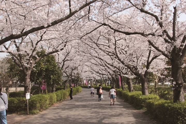 お花見するならここ 上尾市の桜情報 上尾市 桶川市お花見スポット まいぷれ 上尾 桶川 お花見するならここ 上尾市の桜情報 上尾市 桶川市お花見スポット まいぷれ 上尾 桶川