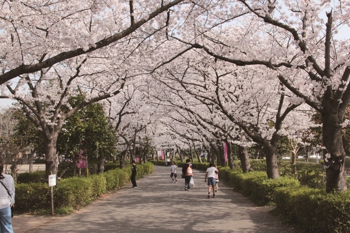 お花見するならここ 上尾市の桜情報 上尾市 桶川市お花見スポット まいぷれ 上尾 桶川