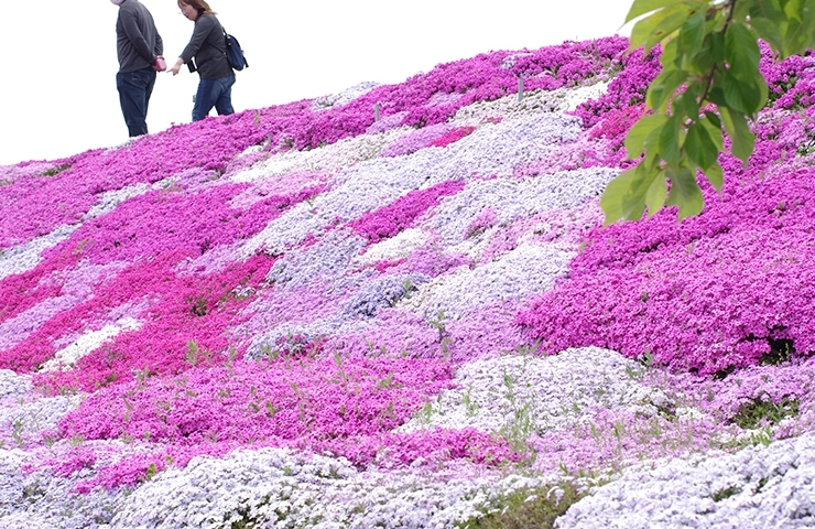 西条市禎瑞の芝桜が見頃を迎えています 西条応援隊 まいぷれ編集部 まいぷれ 西条市