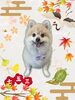 「Dog salon mofu mofu　余市町」