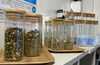 彩と香りのよもぎ蒸しで、多数の生薬をブレンド「【よもぎ蒸しを習慣に🌿】汗はかくのに触ると冷たい方や代謝が下がったと感じる方は一度よもぎ蒸しをご体感ください✨松山市のTiAMでは生薬や座り心地、癒しの空間にこだわっています。自律神経の乱れや疲れが抜けきらない方にもオススメです😊」