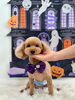 チョコくん「Happy Halloween 2026🎃」
