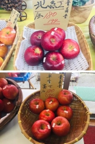 北紅・早生ふじ「青森県産のりんごが勢ぞろい！【野菜・果物は清武の黒木商店で♪】」