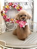 ココちゃん「わんこと秋桜🎶」