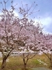 桜満開「今週は4月3回の注文書の配布！吉野家の牛丼の具が安い！」