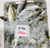 「魚魚市場鮮魚コーナーおすすめは「スルメイカ」です♪」