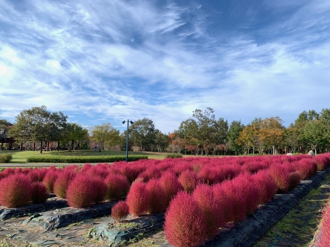 ハロウィンだけじゃない この秋は真っ赤なコキアが見頃な越後丘陵公園へgo まいぷれ長岡編集部のニュース まいぷれ 長岡市 ハロウィンだけじゃない この秋は真っ赤なコキアが見頃な越後丘陵公園へgo まいぷれ長岡編集部のニュース まいぷれ 長岡市