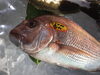「魚魚市場鮮魚コーナーおすすめは「たち」です♪」