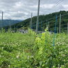 「【大拙のワイン畑】メルローが開花し、園内に良い香りが漂っています【焼肉の大拙　長岡京本店・向日町店】」