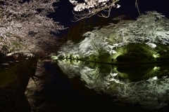 【山形・米沢】約200本の桜　お堀の水面に映り美しさ倍増　松が岬公園(上杉神社)