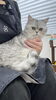 ドライヤー中の猫ちゃん「岡山県かなさん家へようこそ　初めてのシャンプーコースにご来店」