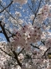 「桜フォトコンテストの審査について📢✨」