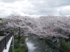 「とてもいい天気だった「桜まつり」！　今年も、飲ませていただきました♪」