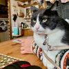 momo「Good morning Otaru」
