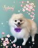 「可愛い子ちゃん♡ Dog salon mofu mofu余市町」