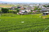 「池田の茶摘み体験。アウトドア好きな家族におすすめ！」