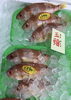 「魚魚市場鮮魚コーナーおすすめは「イサキ・クロ」です♪」
