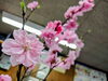 「春、頂きました🌸」