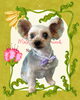 「Dog salon mofu mofu　余市町」