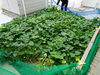 「ミニ菜園のサツマイモ掘り」