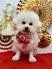 ぱんちゃん「Happy New Year」