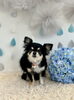 いずるくん「わんこと梅雨☔️＆6月サロン予約状況」