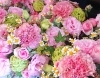 「【はなやHOK皆生店】明後日は母の日です！」