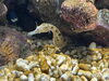 タツノオトシゴ「静岡の水族館で日本初のイベント開催中❗️/静岡/熱帯魚/水槽レンタル/島田市/ペットショップ/内装プロデュース」