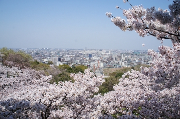 生田緑地枡形山広場 多摩区 お花見するならここ 川崎市の 桜 特集 21年 まいぷれ 川崎市 生田緑地枡形山広場 多摩区 お花見するならここ 川崎市の 桜 特集 21年 まいぷれ 川崎市