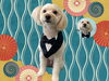 「Dog salon mofu mofu　余市町」