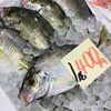 「魚魚市場鮮魚コーナーおすすめ商品は「本ガツオ・ビンチョウマグロ」です」