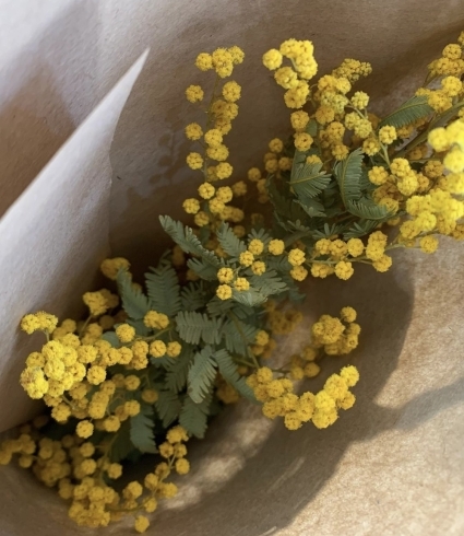 ミモザドライ販売中です 朝霞駅東口の花屋まるよしです 花屋まるよしのニュース まいぷれ 朝霞 志木 新座 和光 ミモザドライ販売中です 朝霞駅東口の花屋まるよしです 花屋まるよしのニュース まいぷれ 朝霞 志木 新座 和光