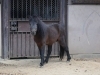 オスの太一「帰っていき、やってくるノマウマ🐴」