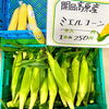 高原産とうもろこし『ミエルコーン』「秋分の日 墓参り お供え花入荷してます！」