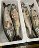 「ハラコ販売中でーす‼️鮮魚パックいろいろ販売中‼️〆鯖も販売致します🐳」