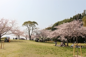 豊中市 桜開花状況 18年3月29日現在 とよなか桜特集 お花見スポット まいぷれ 豊中市