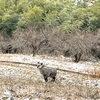 「お客様はニホンカモシカ⁉︎ 道の駅木曽福島」