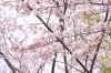 横浜市港北区のお花見スポット 新横浜駅前公園 港北区のお花見特集 桜 梅の名所一覧 まいぷれ 横浜市港北区